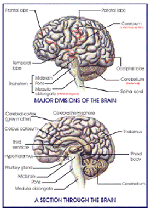 Products are manufactured under licence from Brain Gym International